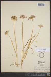 Allium canadense var. mobilense image