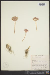 Allium perdulce image