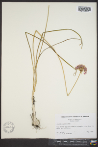 Allium stellatum image