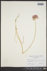 Allium stellatum image