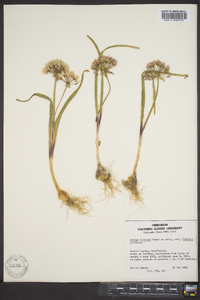 Allium tolmiei image