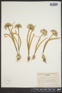 Allium tolmiei image