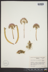 Allium tolmiei var. platyphyllum image