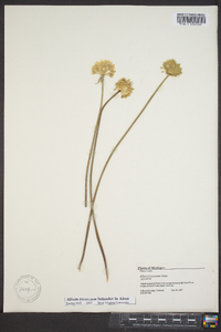 Allium tricoccum image