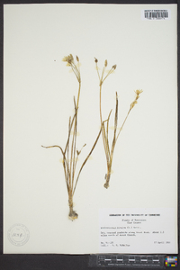 Nothoscordum bivalve image