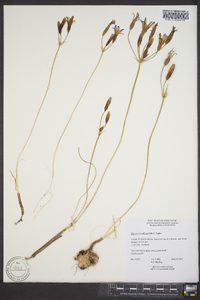 Brodiaea grandiflora image