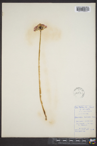Brodiaea grandiflora image