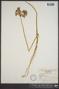 Brodiaea douglasii image