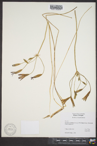 Brodiaea elegans image