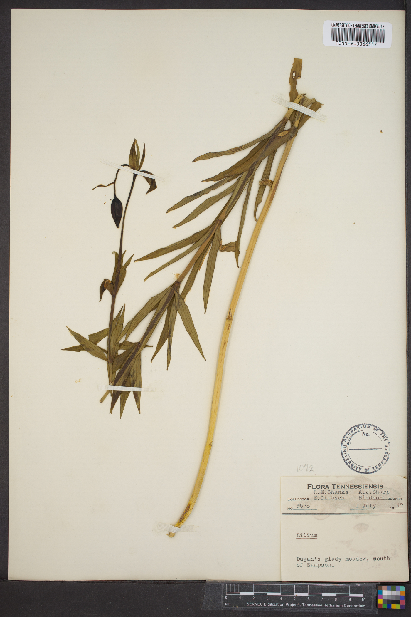 Lilium canadense image