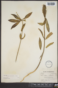 Lilium michauxii image