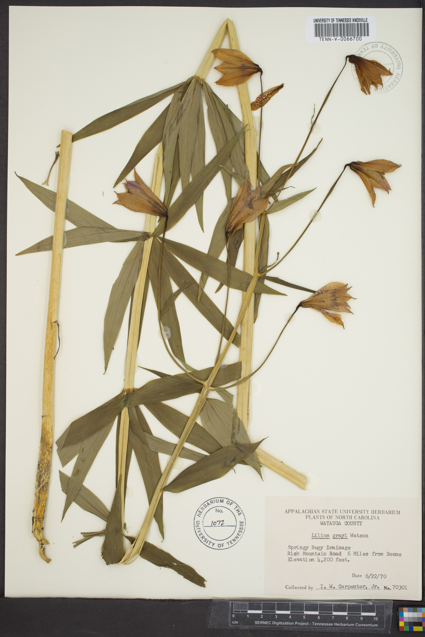 Lilium grayi image