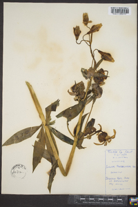 Lilium pardalinum image