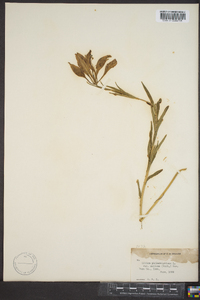 Lilium philadelphicum image