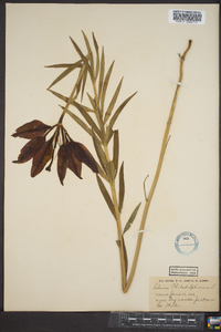 Lilium philadelphicum image