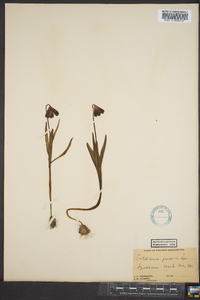 Fritillaria pudica image