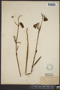 Fritillaria recurva image