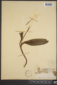 Erythronium albidum image