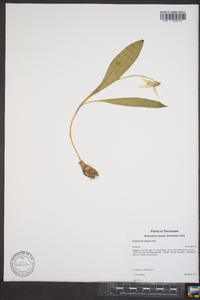 Erythronium albidum image