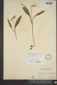 Erythronium americanum subsp. harperi image