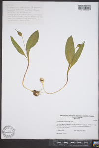 Erythronium rostratum image