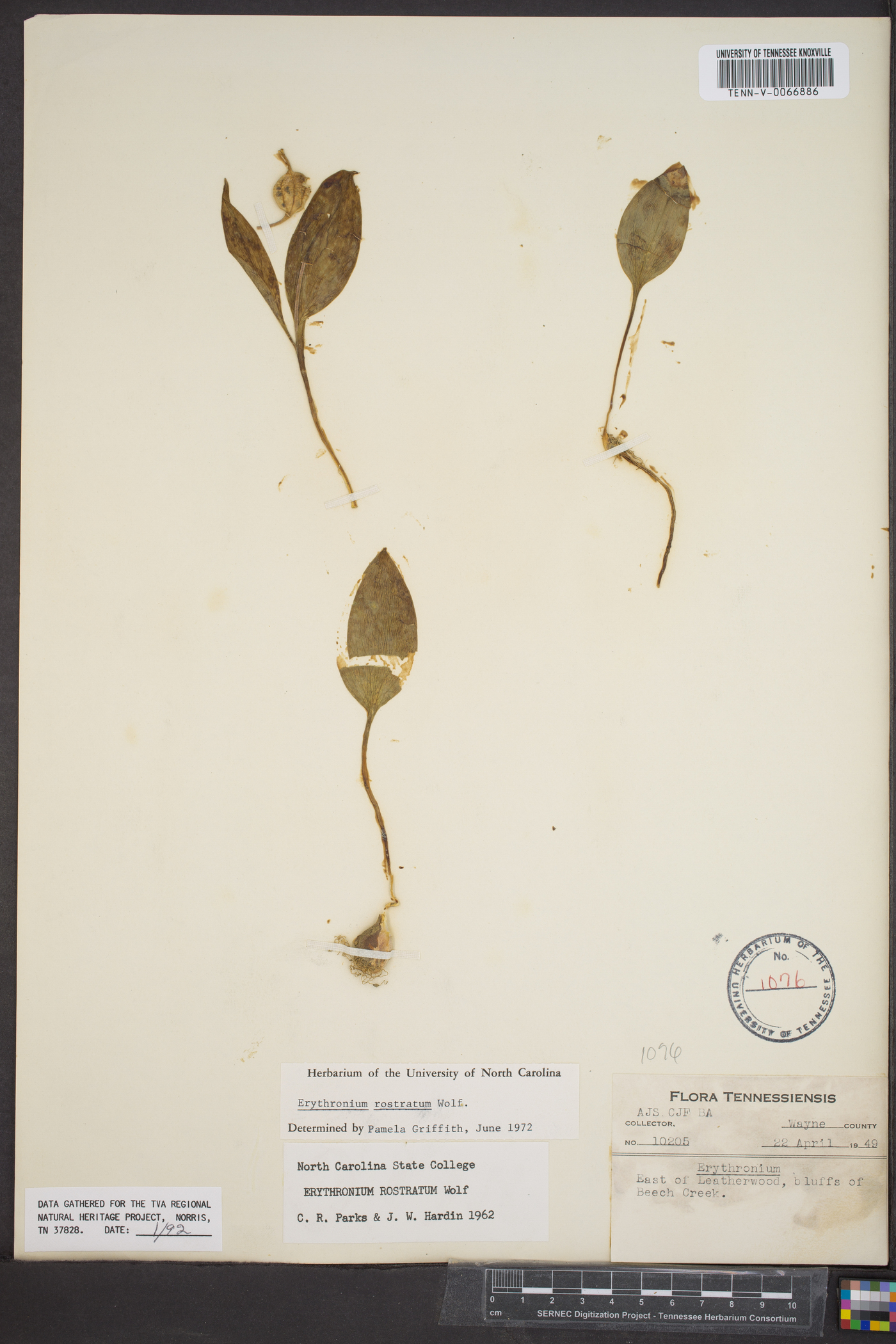 Erythronium rostratum image