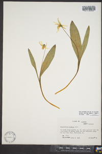 Erythronium albidum image