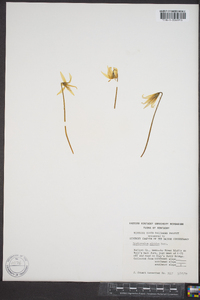 Erythronium albidum image