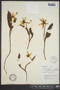 Erythronium mesochoreum image