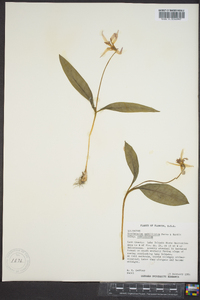 Erythronium umbilicatum image