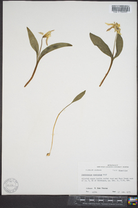 Erythronium rostratum image