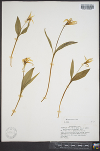 Erythronium rostratum image