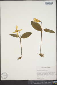 Erythronium rostratum image