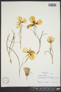 Calochortus nuttallii image