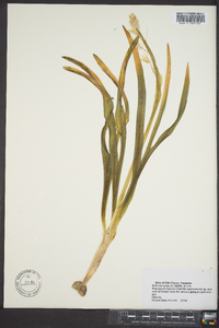 Hyacinthoides non-scripta image