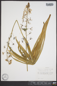 Camassia scilloides image