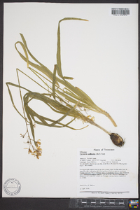 Camassia scilloides image