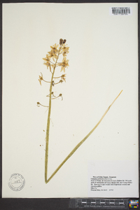 Camassia scilloides image