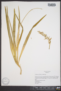 Camassia scilloides image