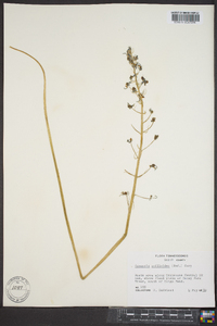 Camassia scilloides image