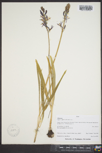 Camassia quamash image