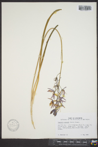 Camassia quamash image