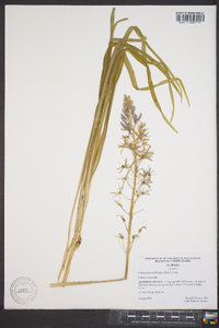 Camassia scilloides image