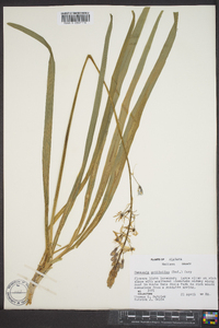 Camassia scilloides image