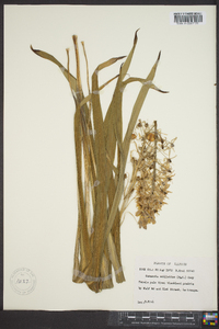 Camassia scilloides image