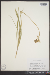 Camassia scilloides image