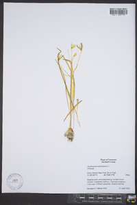 Ornithogalum umbellatum image