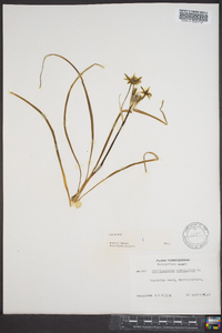 Ornithogalum umbellatum image