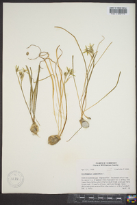 Ornithogalum umbellatum image