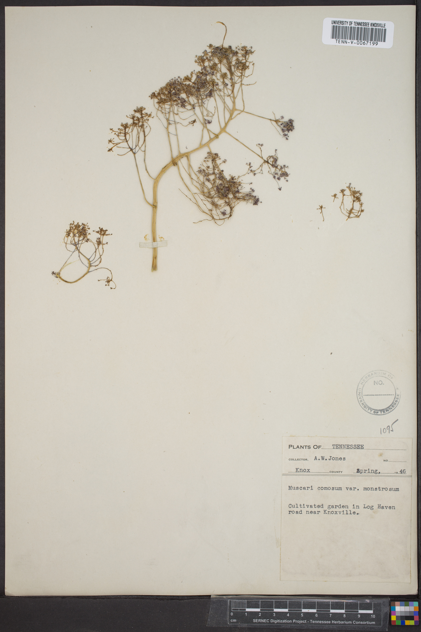 Muscari comosum image
